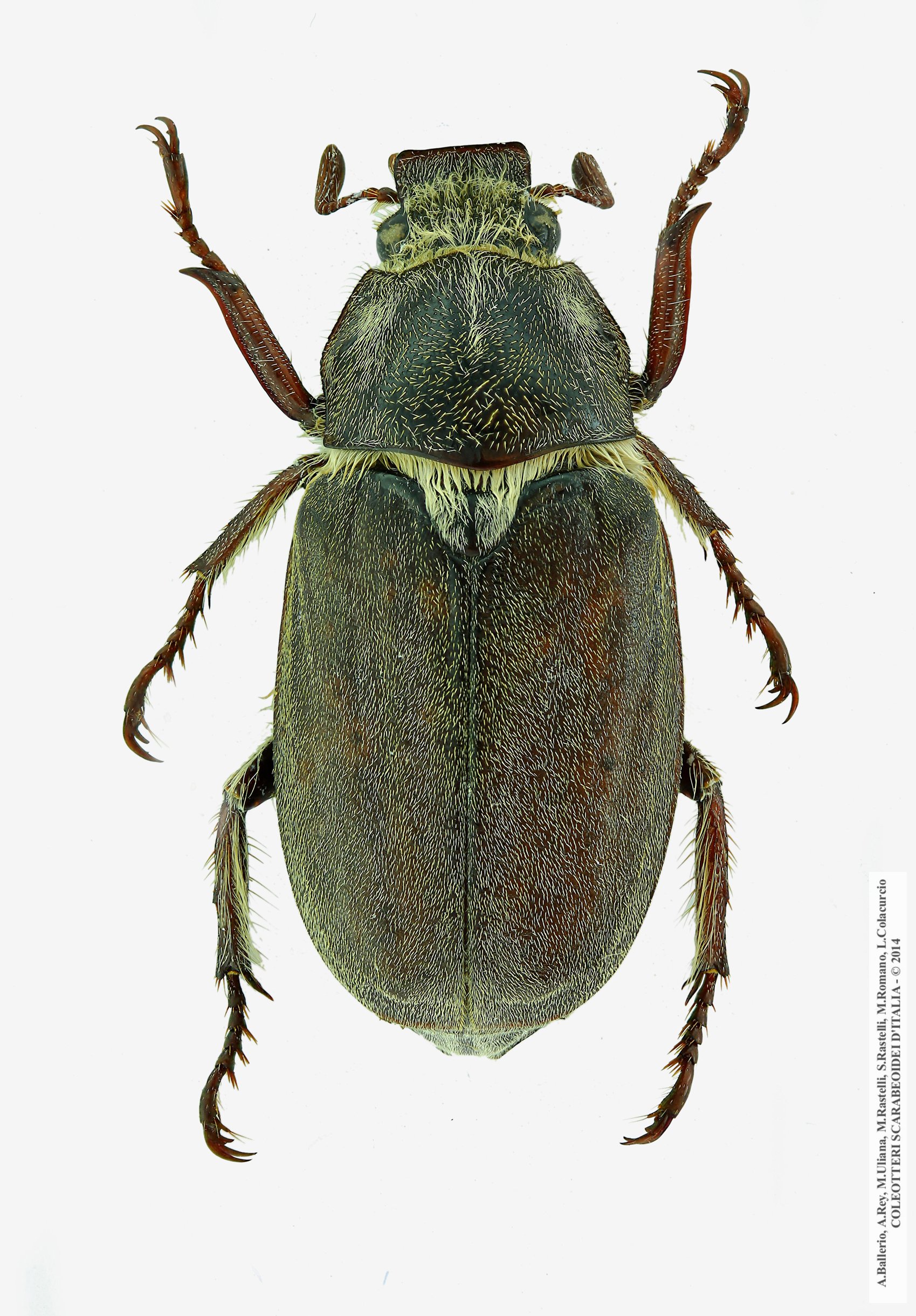 Anoxia pilosa, maschio 